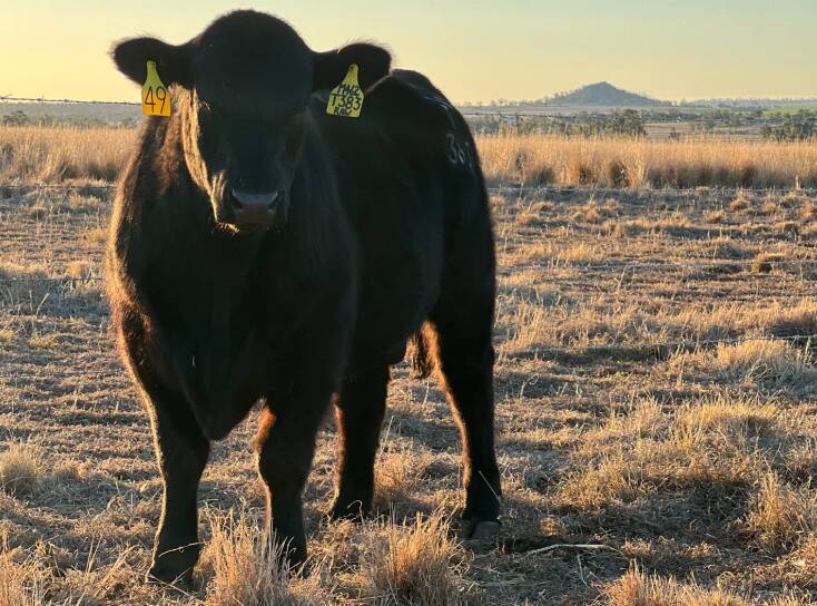 Texas Thunderstruck, Australia's all breeds record priced bull, which sold for $360,000 in July. Picture supplied by Wendy Mayne.
