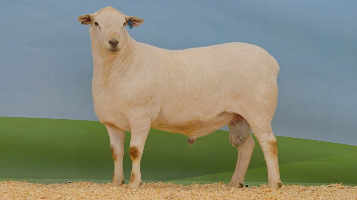 Tattykeel Platinum ET 210184 set the record for the highest price ever paid for a meat breed sheep, selling for $240,000.