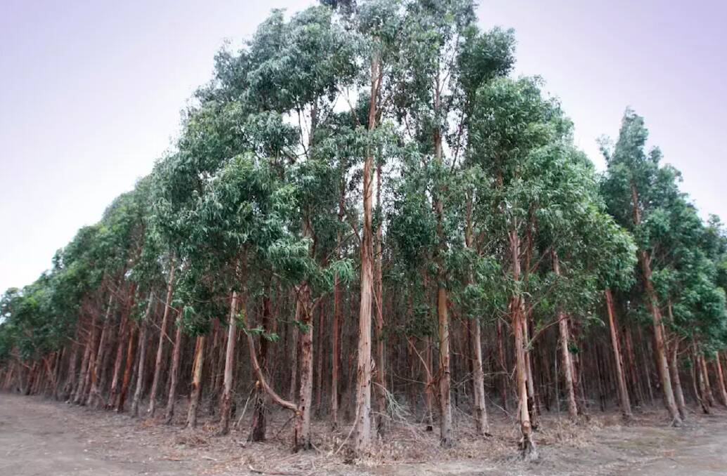 There are concerns that a new wave of blue gum plantations will hurt communities in Southwest Victoria.