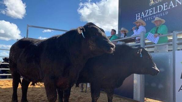 Bulls go under the hammer at the Hazeldean Angus 2022 Autumn sale at Cooma. Picture: Instagram