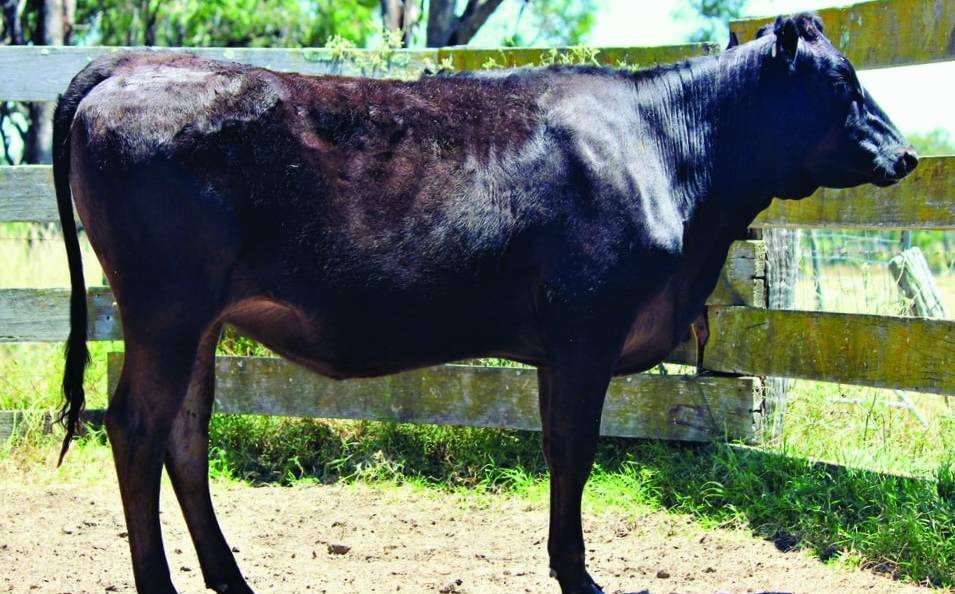 Sunnyside S0014 sold for a record $400,000 in 2022, making her the most expensive individual cattle ever sold in Australia. Picture:Elite Livestock Auctions.