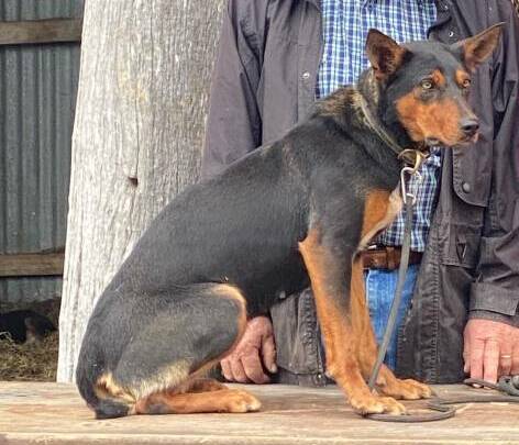  Capree Eve is Australia's most expensive farm dog, selling for $49,000 in 2022.