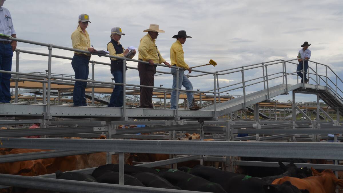 Ray White Rural agents sold six pens of Brangus steers from Mt Isa. Photo: Clare Adcock