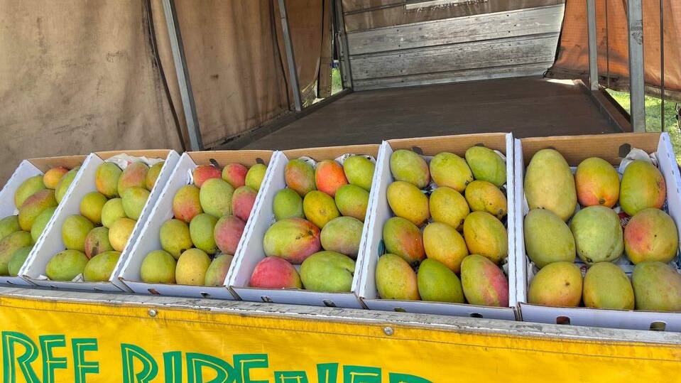 The mangoes at the Roma stall sold out in 45 minutes last week. Photo: Supplied