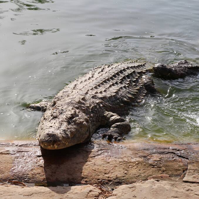 JCU researchers are warning those with a taste for crocodile to remain cautious as the meat could trigger dangerous reactions to those with fish allergies. Photo: File. 