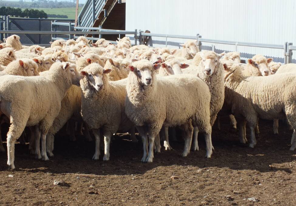 Australian sheepmeat exports may take advantage of New Zealand's stagnating flock numbers