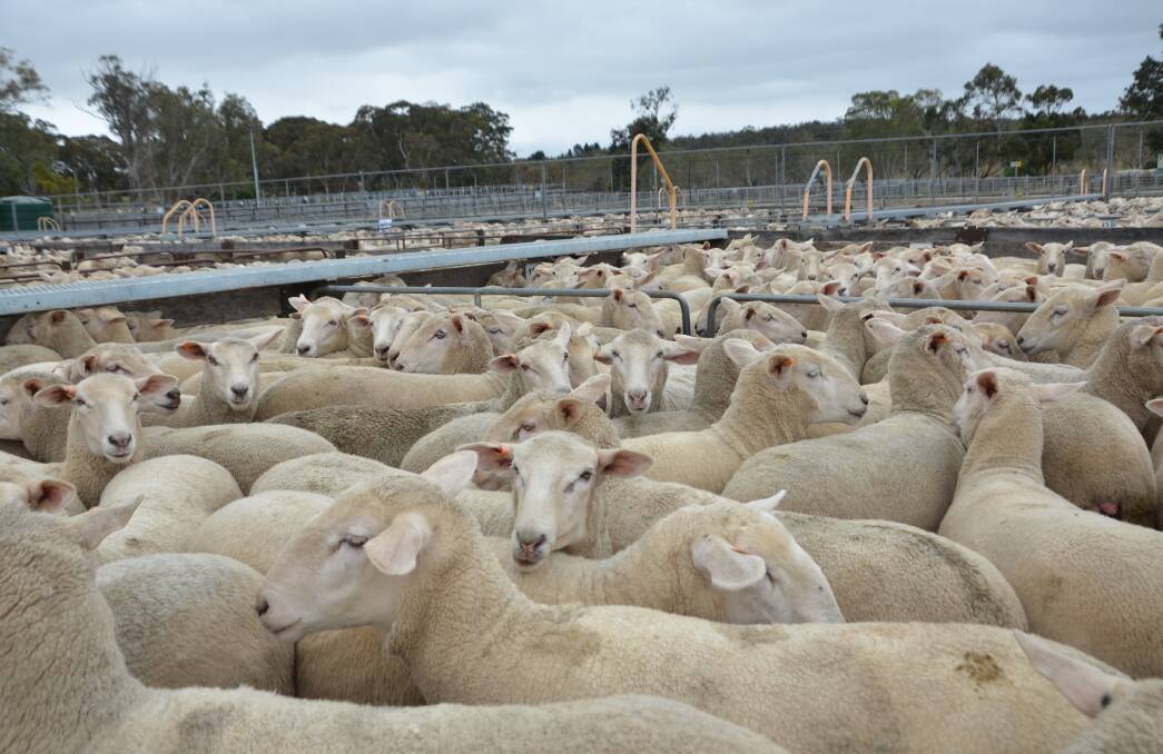 Ewe and wether yardings rose considerably during the most recent sale week. Picture supplied.