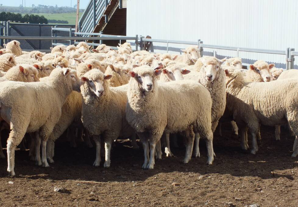 Appetite remains at markets for buyers, although mutton prices drop. Picture supplied.
