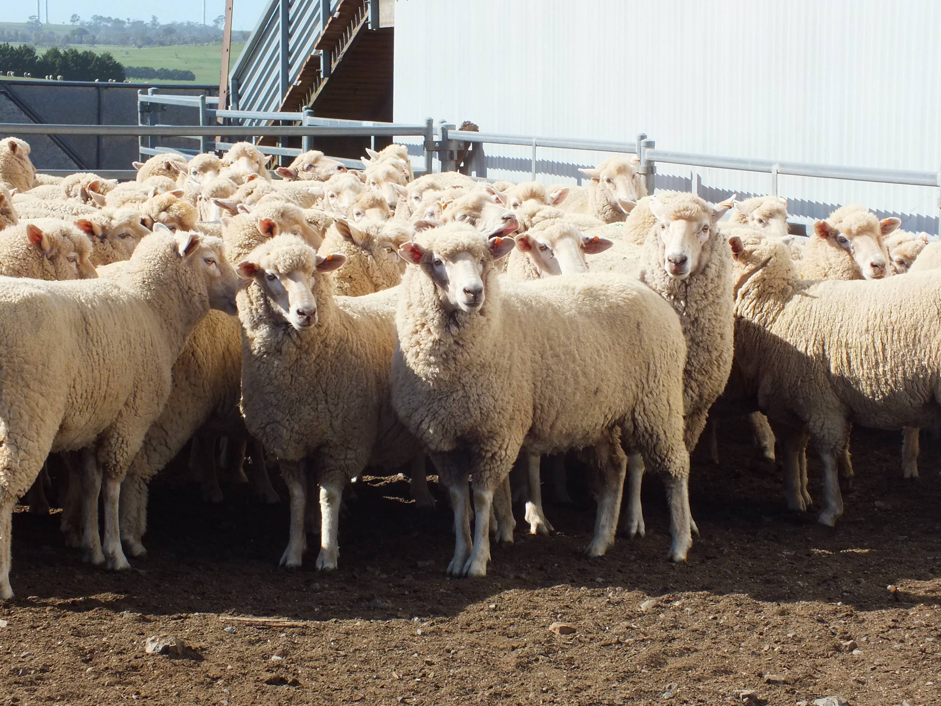Cheapest mutton in six years, while lamb prices improve | Farm Online | ACT