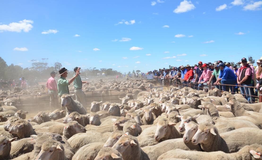 Mutton prices continue to fall with plentiful supply at market. Picture supplied.