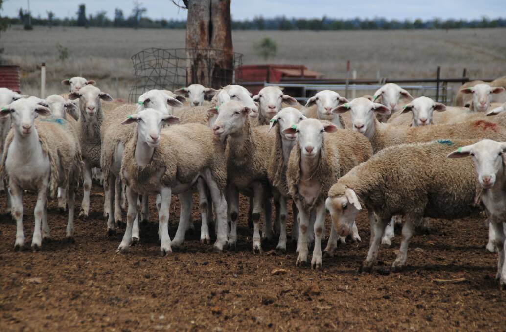 Mutton might be on the nose in Australia, but the Chinese can't get enough of our exports. Picture supplied.