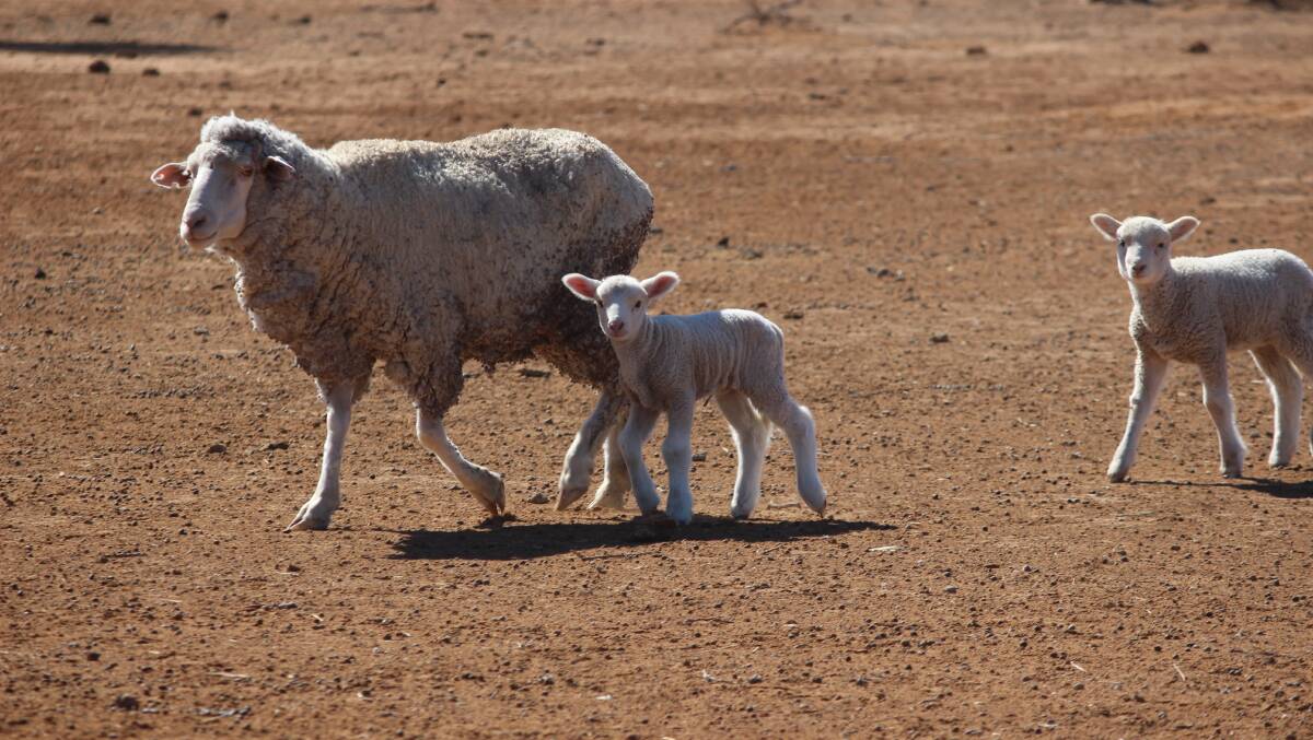 The lamb survival research project will focus on twins as well as single lambs. Picture Penelope Arthur 