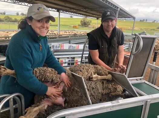 Dr Amy Lockwood and Jarryd Krog carry out functional scoring of teeth and udders at Pingelly's MLP site. Picture supplied.