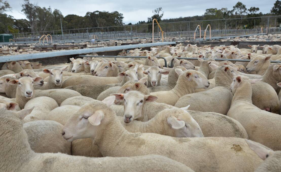 The ABARES March Agriultural Report predicts sheepmeat production to fall in the short term.. Picture supplied.