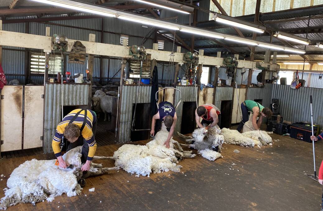Shearing and crutching costs sees the total labour spend blow out to 35.5pc of total on-farm costs. Picture supplied