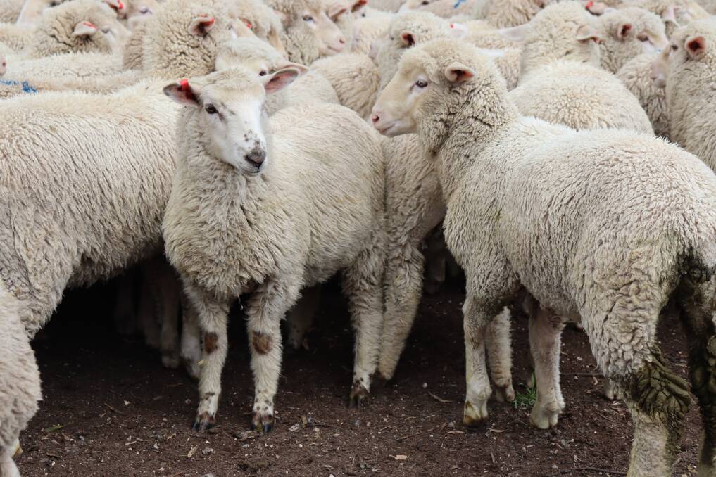 Farm industry bodies have questions about the planned introduction of mandatory EID tagging for sheep. Picture supplied