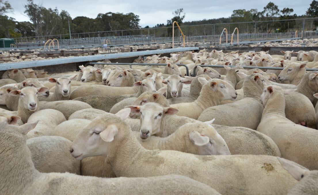 Some producer confidence returned to the saleyards last week. Picture supplied.
