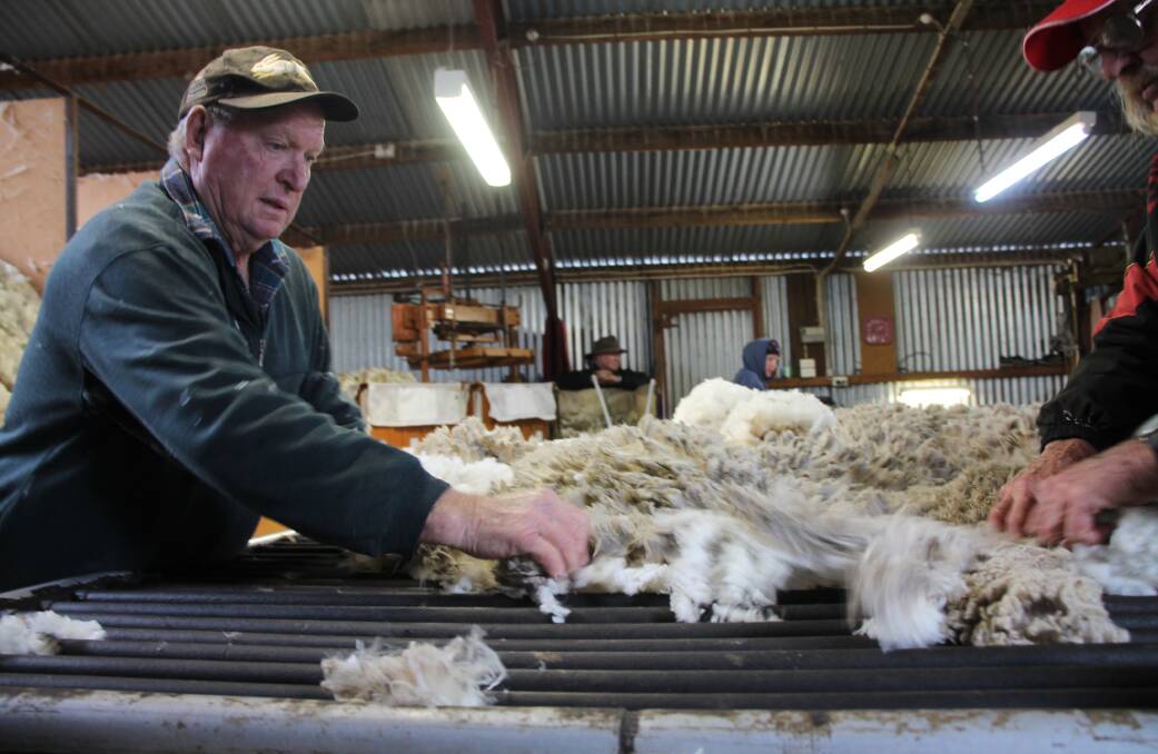 The struggle to find wool harvesting labour may be a thing of the past if the latest biological defleecing research is successful. Picture supplied.