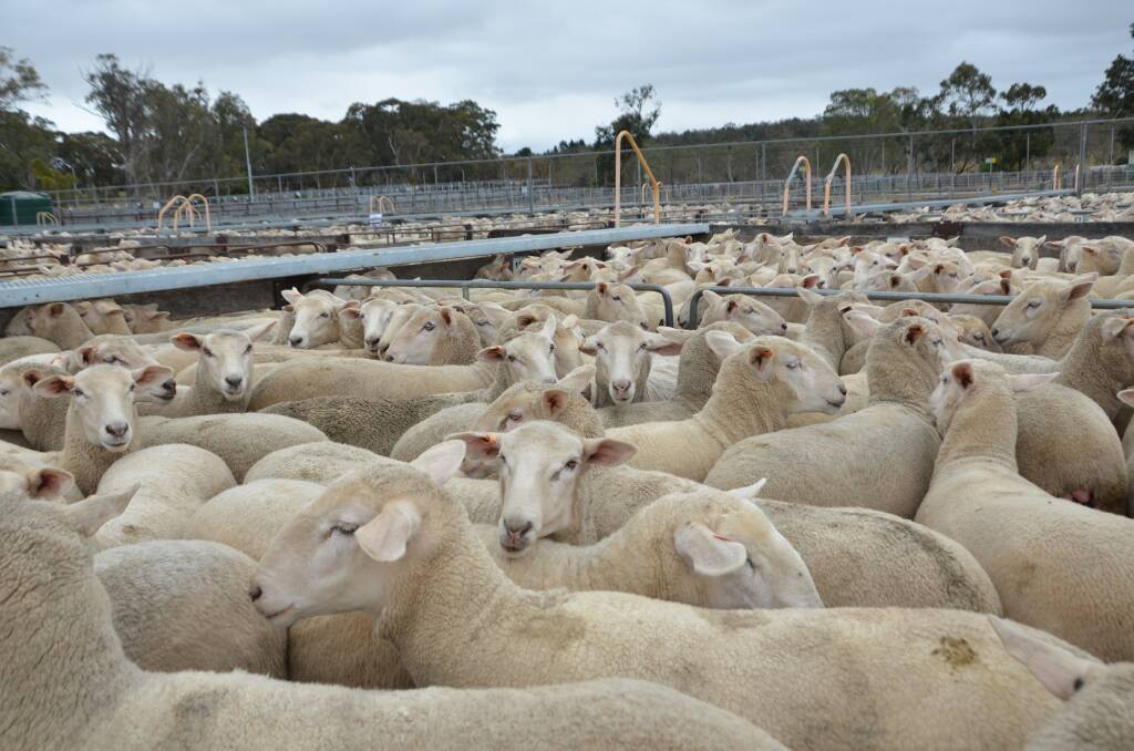 Strong demand from China saw export records for mutton tumble in the first quarter. Picture supplied.