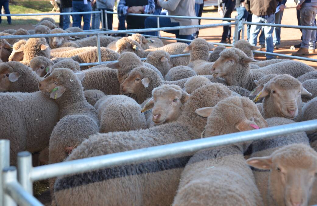 Heavy lamb prices have been on an upward trend since early December. Picture supplied.