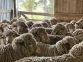 University of Sydney research looks at livestock vaccine possibilities for Q fever.