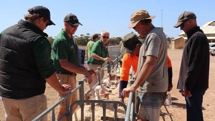 Regular condition scoring of ewes and rams leads to best conception rates according to a recently completed PDS Dorper trial. Picture supplied.