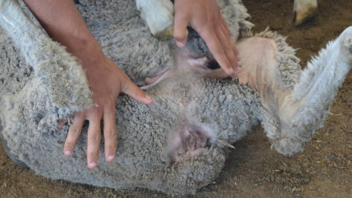 An AWI survey shows mulesing is falling out of favour with Merino producers. Picture supplied.