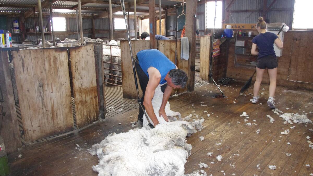 Plans to access overseas workers for the shearing industry is causing controversy.
