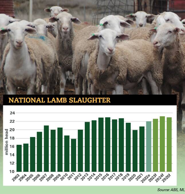 A record number of sheep in 2023 brings about increased slaughter numbers. Picture supplied.