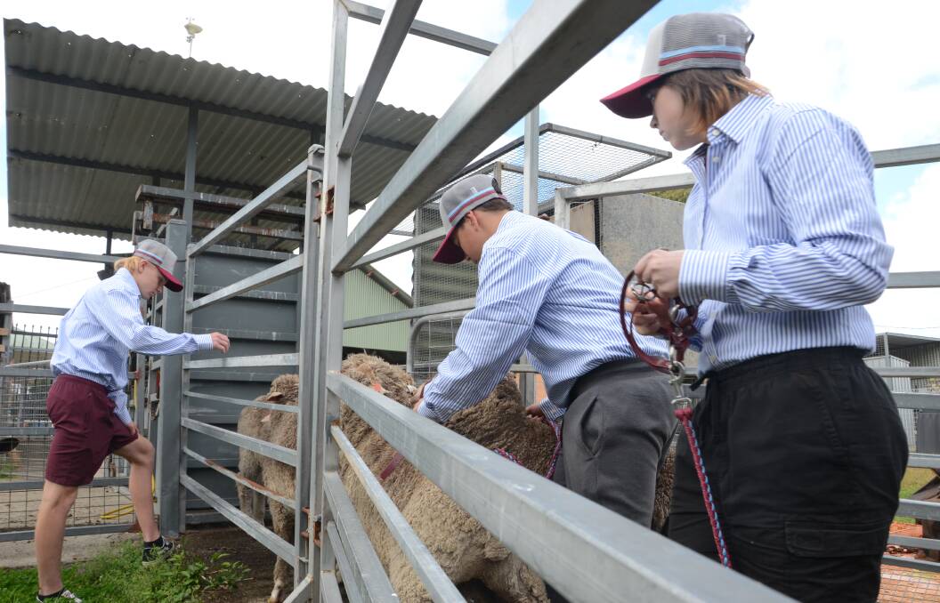 Melville High School are also taking part in the 2023 School Wether Challenge with students caring for six Merino sheep. Picture by Emily Walker