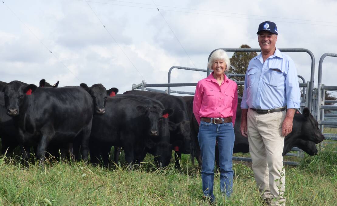 New England beef producers, Karen and Graham Baker, Glen Innes, with some PTIC heifers in the yards on one of their properties, Burnleigh, where they operate their commercial Angus enterprise. Picture supplied