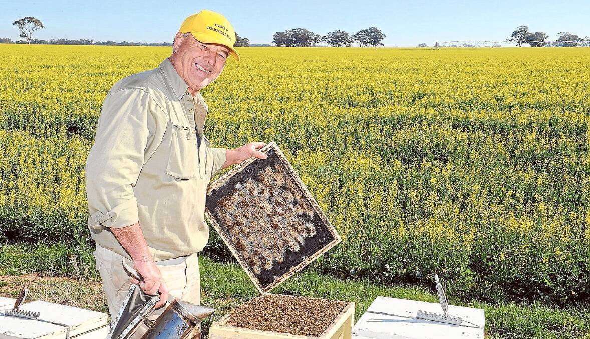 Angus producer, Graham Baker, back in 2015 when he operated Baker Beekeeping at Glen Innes . He is pictured checking his bees on "Oakbend", Dubbo. File picture