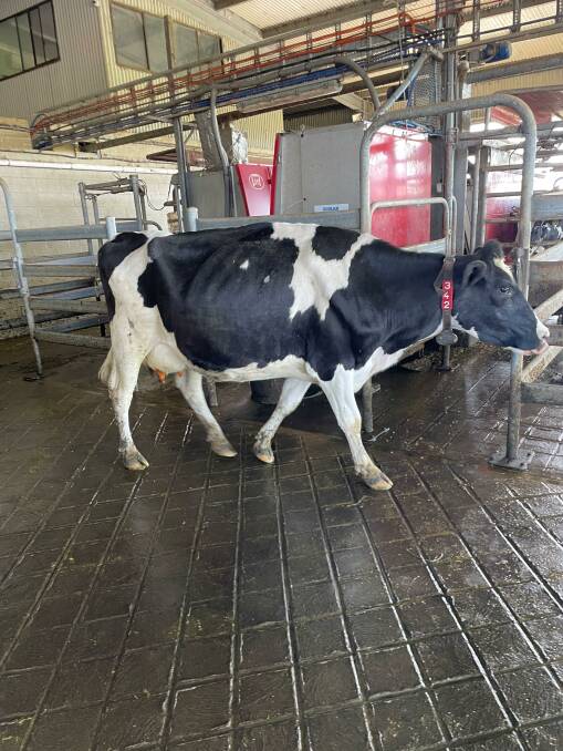 A cow at Chittick Dairy Farm in Pyree on September 14. Picture supplied 