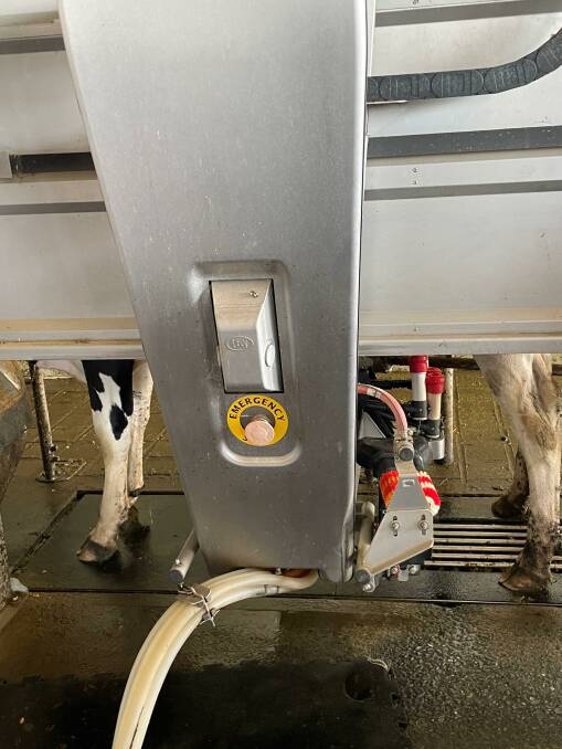 A cow at the robotic milking station at Chittick Dairy Farm in Pyree on September 14. Picture supplied 