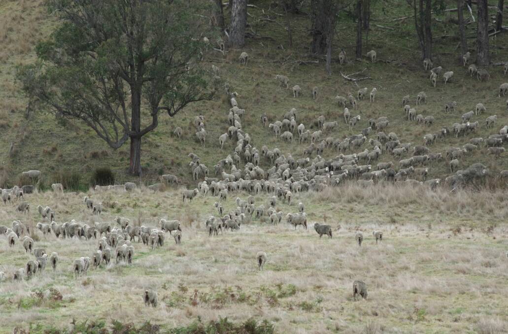 Two and three year old wethers and hogget lambs will graze the Stockdale property until after the next shearing, when the changed business model will be actioned. Picture by Jeanette Severs 