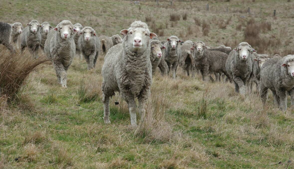 Under the new business model, these wethers will be sold after their next shearing. Picture by Jeanette Severs 