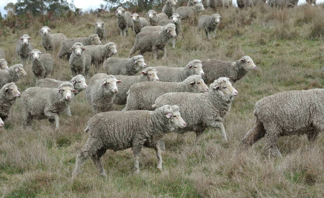 The 300 hogget lambs grazing the Stockdale property will be classed after spring shearing, and sold at 15-18kg carcase weight. Picture by Jeanette Severs 