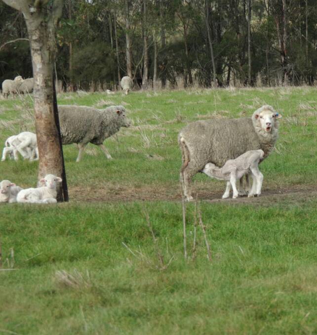The in-lamb ewes are mobbed together, with no difference in management between those ewes expecting Merino or first-cross lambs. Picture by Jeanette Severs 