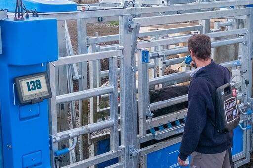 The Macrostock data system being used with a Te Pari cattle crush. Picture supplied
