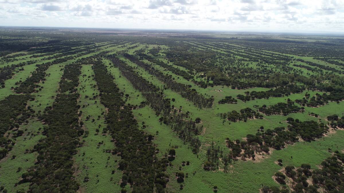 An aerial view of the strips of trees in the front paddock, maintained through the application of Graslan. Picture: supplied 
