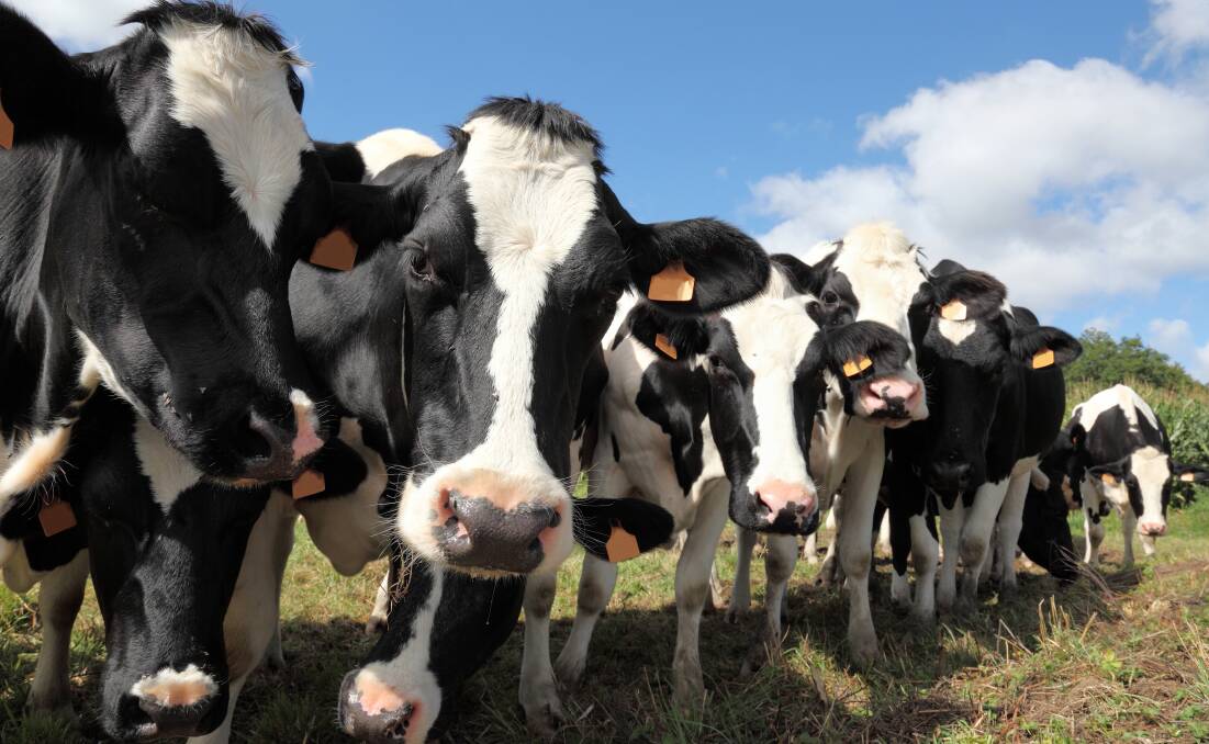 Demand for dairy products in Queensland is growing: says industry leader. File picture