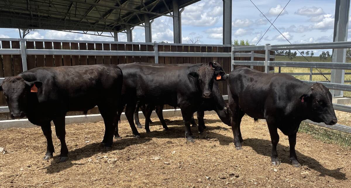 Some of James and Helen Parker's Wagyu cattle. Picture: Judith Maizey