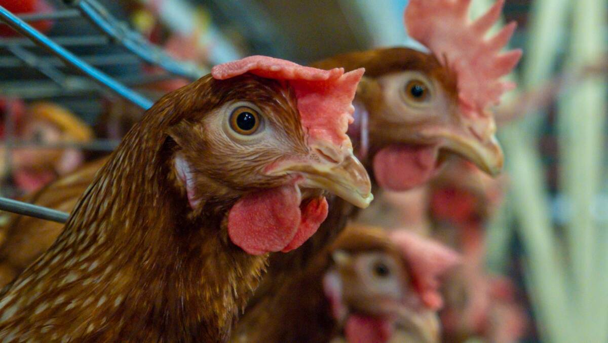 The strikes could limit the supply of chickens to food outlets such as KFC and McDonald's. Picture by Shutterstock.
