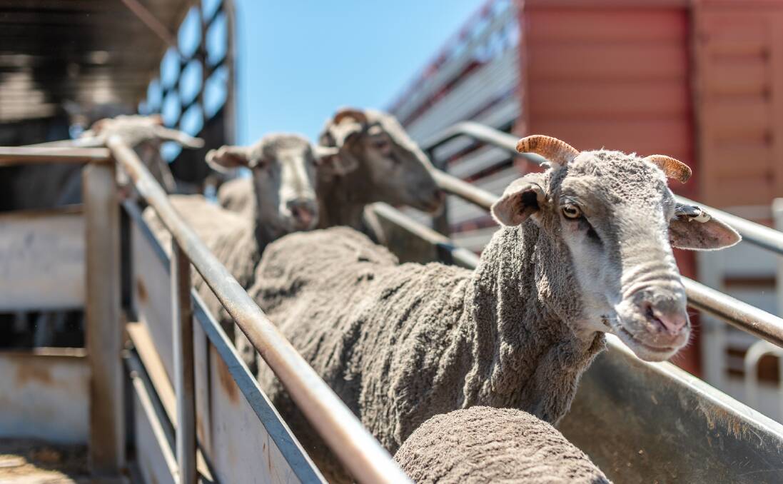 The future of sheep onboard the MV Bahijah remains unknown.
