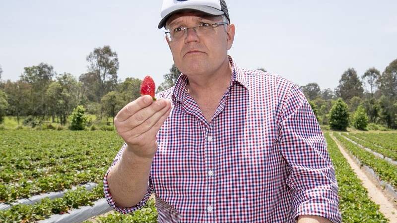 Prime Minister Scott Morrison was in charge when COVID-19 broke, farmers say many pandemic-era issues for the industry were caused by the "lack of understanding" of Canberra decision makers. Picture by AAP.