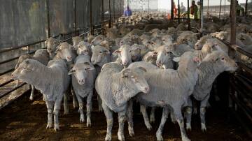 Labor's phase-out of the live sheep by sea trade comes as the industry opens, renews, and expands markets. Picture by Australian Livestock Exporters Council. 