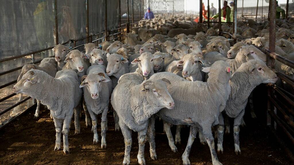 Labor has promised to kill off live sheep by sea exports, but not in its current term of government. Picture supplied.
