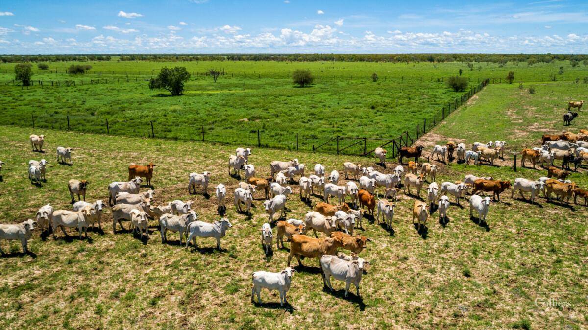 Cattle restocking and increased crop production are being blamed for a spike in agriculture emissions. Picture supplied.