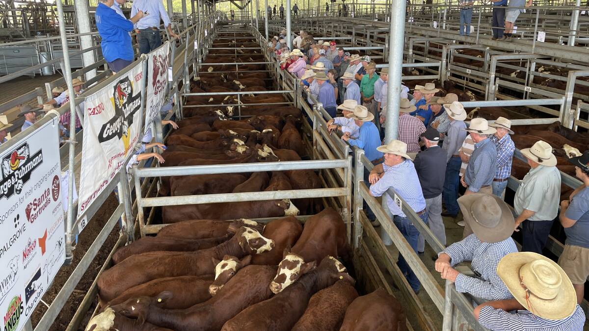 Cattle auction underway at Casino in northern New South Wales.