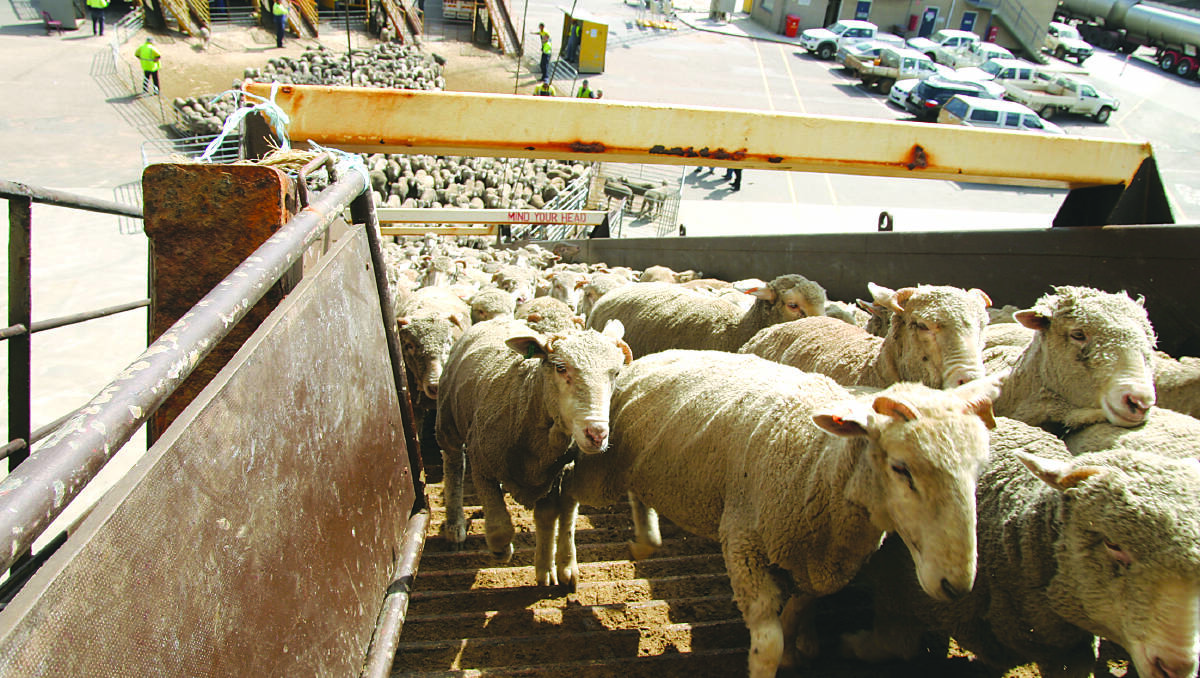 Government says it is "not really possible" to put a time frame on when the live export report will be released. Picture by Australian Live Export Council,